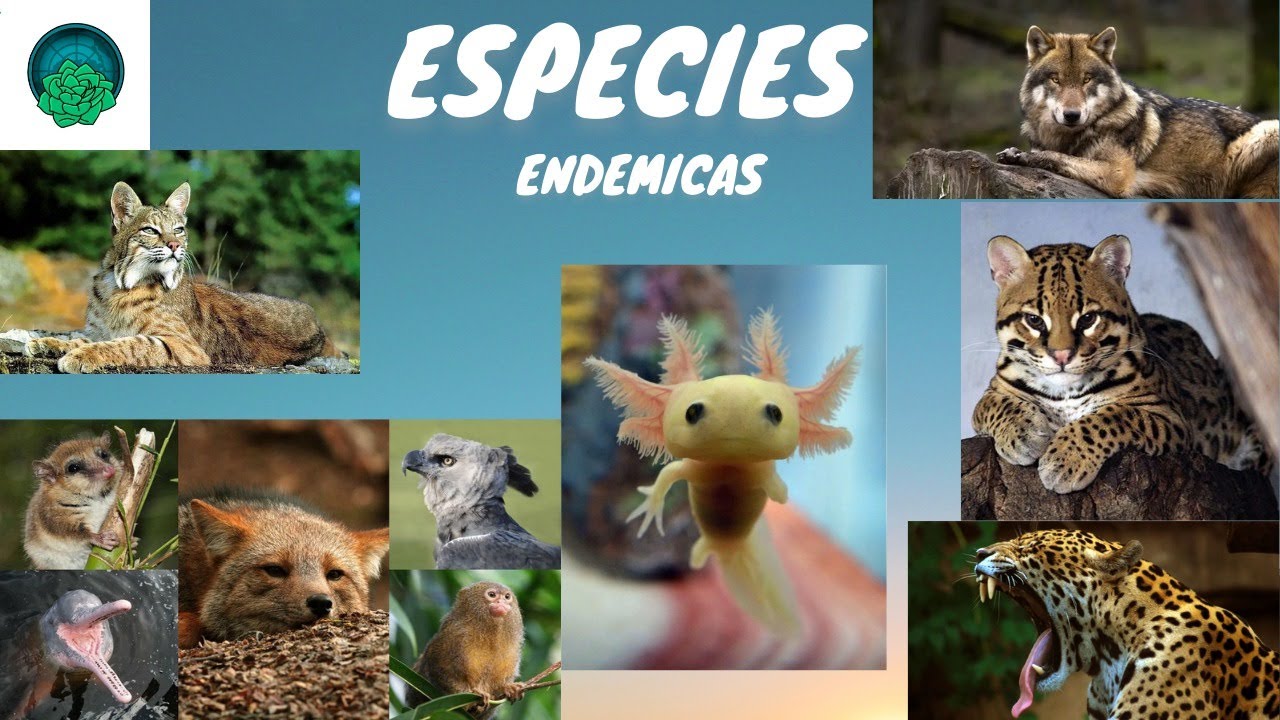 Qué Son Los Animales Endémicos Especies endemicas de Mexico España