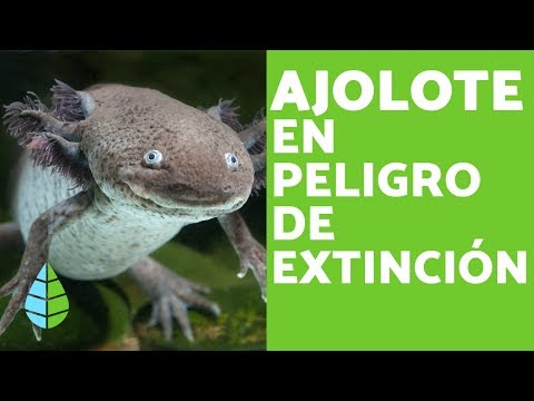 Ajolote Mexicano: Especie Endémica en Peligro de Extinción