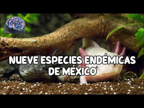 Descarga gratis PDF de especies endémicas en México