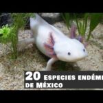 Especies endémicas de Querétaro: descubre su belleza única
