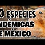 Descubre las especies endémicas de Michoacán: ¡Sorpréndete con su diversidad!