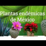 Especies Endémicas de Morelos: Descubre la riqueza natural del estado
