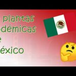 Las Especies Endémicas de Plantas de México: Descubre su Belleza