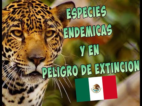 Especie endémica de México en peligro de extinción: ¿Cómo podemos ayudar?