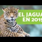 Descubre por qué el jaguar es una especie endémica