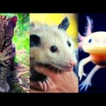 Listado de Especies Endémicas de México: Descubre la Biodiversidad Única del País