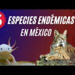 Especies endémicas de Puebla: Descubre sus nombres